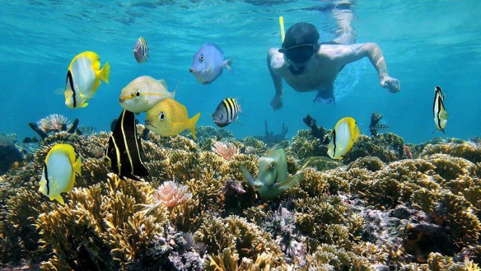 Apa Saja Manfaat Snorkeling Bagi Kesehatan?